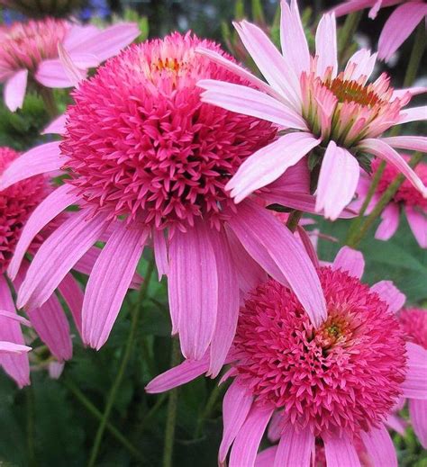 Echinacea Pink Double Delight : r/flowers