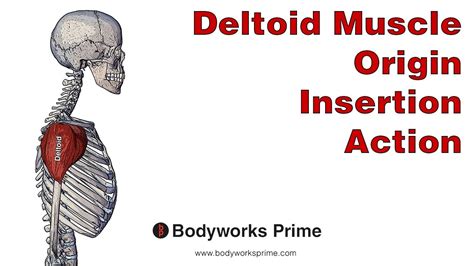 Deltoid Anatomy Origin Insertion And Action Youtube