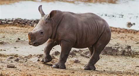 Our Team Baby Rhino Rescue