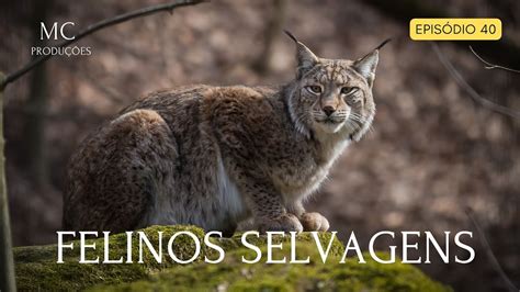 FELINOS SELVAGENS DA ÁFRICA ÀS AMÉRICAS AS MELHORES CAPTURAS DO