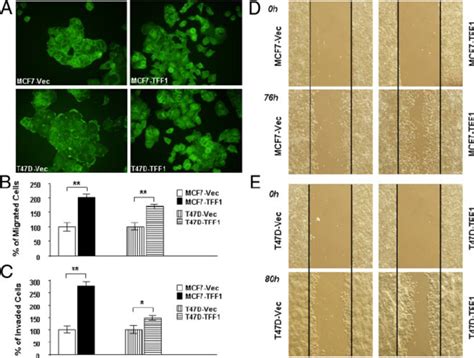 Forced Expression Of TFF1 In Human Mammary Carcinoma Cells Alters Cell