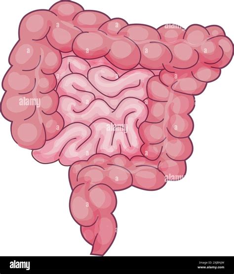 Illustration Of The Human Digestive System Highlighting The Small And