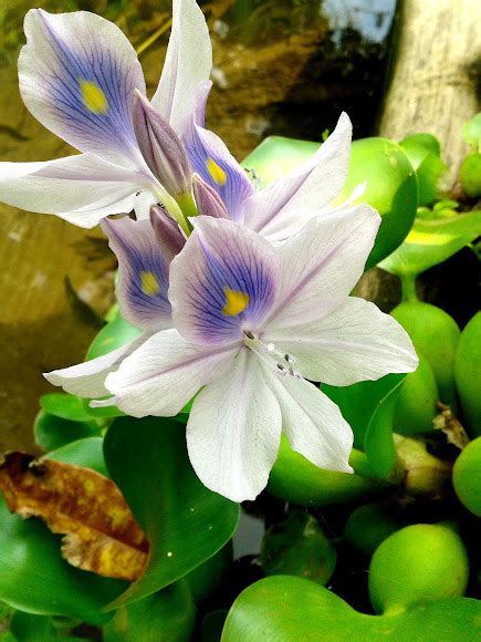 Water Hyacinth Project Noah