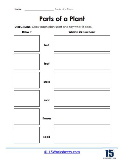 Parts Of A Plant Worksheets 15 Worksheets Library