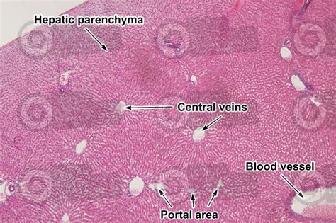 Liver Histology Slides