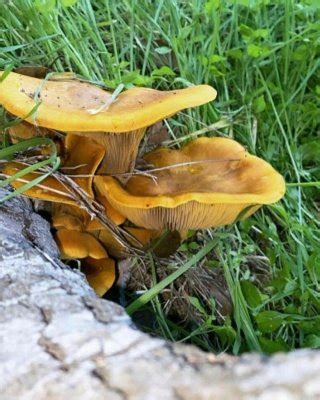 Amethyst Franklin Nude Porn Pictures XXX Photos Sex Images 4080996 PICTOA