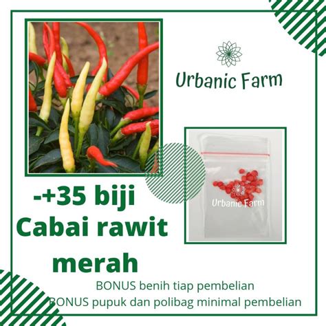 Jual 35 Biji Cabai Rawit Hibrida F1 Sigantung Bintang Asia Benih Bibit