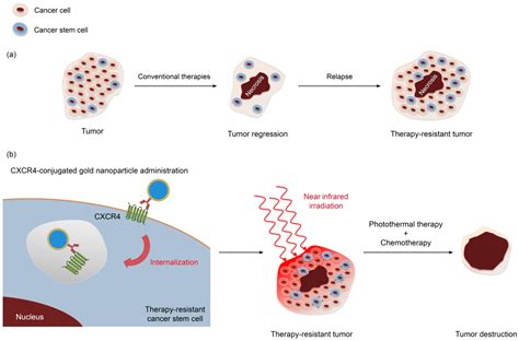 Cancer Stem Cells Therapy - CancerWalls