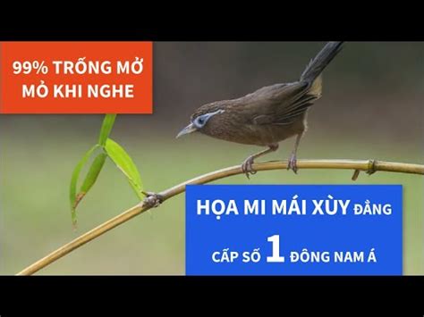 TIẾNG MÁI XÙY GỌI TRỐNG 90 TRỐNG NGHE MỞ GIỌNG HÓT HỌA MI MÁI XÙY