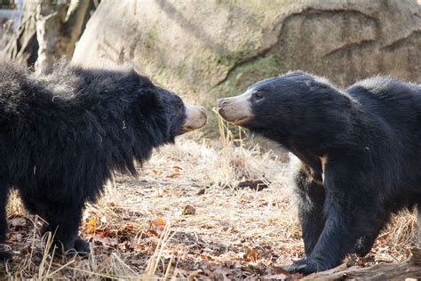 Sloth Bear Cubs