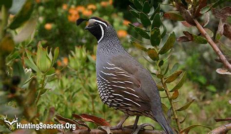 Quail Season AZ 2024-2025 🐦[All You Need to Know about Arizona Quail