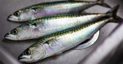 Sardines Nutrition: Why You Should Eat Them Each Day - Ashley N Cline