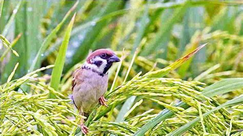 Serangan Hama Burung Pipit Mengganas Petani Di Ciamis Menjerit