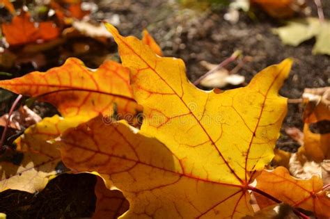 Maple Yellow Leaves In The Park On The Ground Sunny Day In Autumn In