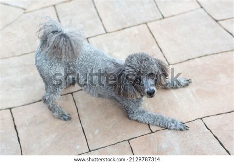 2,996 Poodle Tail Images, Stock Photos & Vectors | Shutterstock