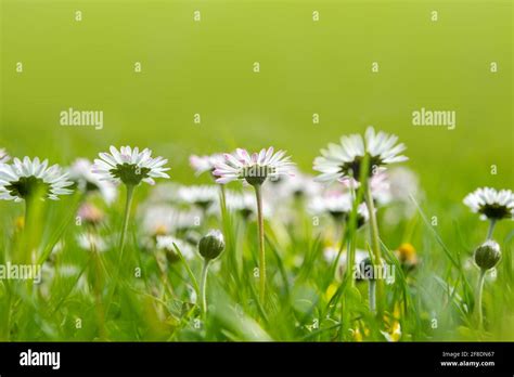 The Daisy Blooms Are Leaking a Warning...And Time Is Running Out - 8gkf2p0