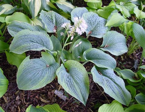 Blue River - Soules Garden