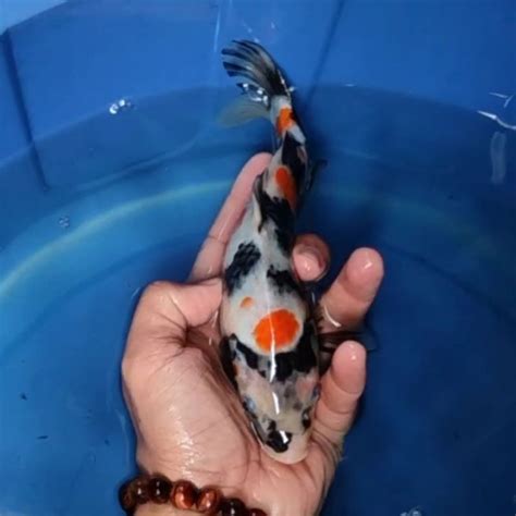 Jual Ikan Koi Blitar Jenis Showa Rumah Koi Jakarta Kode