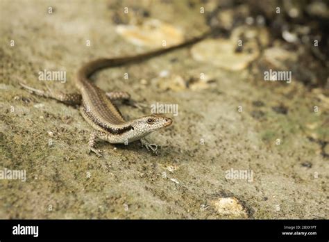 Mangroven Schlankskink Hi Res Stock Photography And Images Alamy