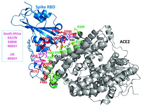 Mapping Key Amino Acids At The Spike Ace2 Interface The Crystal