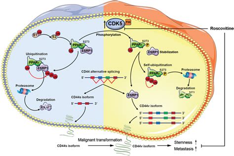 Schematic Summary The Mechanisms Underlying TNBC Stemness