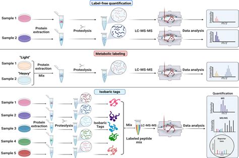 Figure From Comprehensive Overview Of Bottom Up Proteomics Using Mass