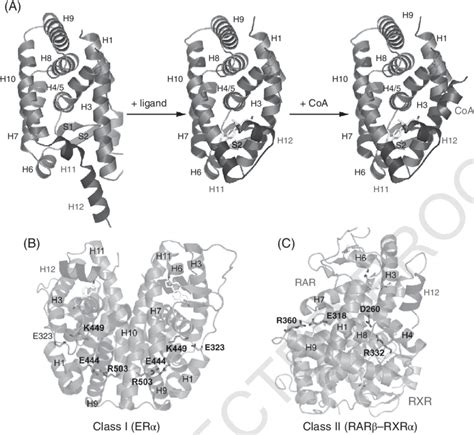 2 A Ligand Induced Conformational Changes And Activation Of RXR In