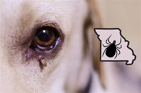 Experts Say Watch Out For Tick Borne Disease In Missouri Dogs