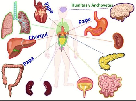 Dibuja el cuerpo humano y señala a qué partes o funciones benefician