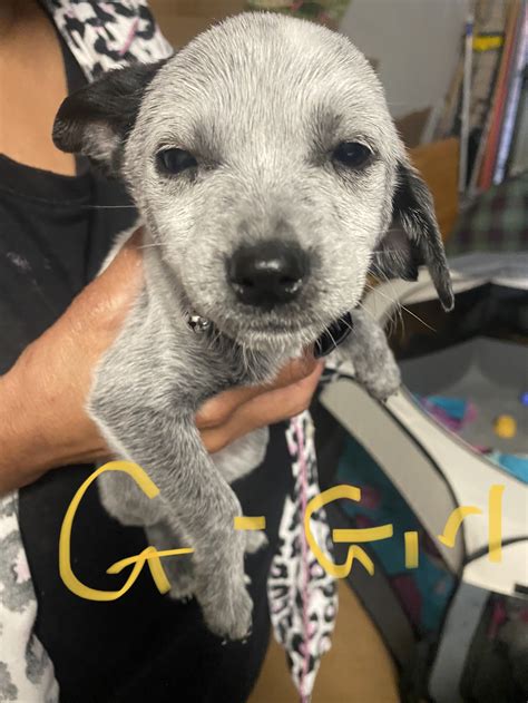 AU Cattle/Border Collie/Dalmatian - Waterford - PetsForHomes