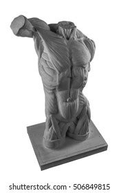 Plaster Statue Naked Man Torso Anatomical Stock Photo Shutterstock