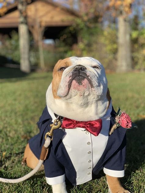 Navy Blue Dog Tuxedo With Burgundy Bow Tie English Bulldog Tuxedo