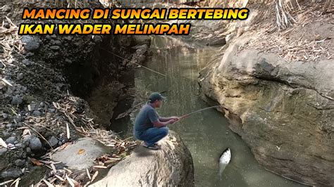 Mancing Di Sungai Rasa Kolam Strike Bertubi Tubi Youtube