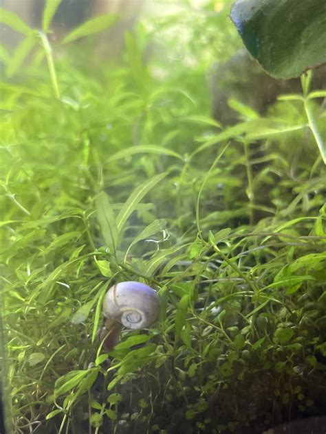 only mystery snail in the tank laying eggs underwater | Aquarium Forum