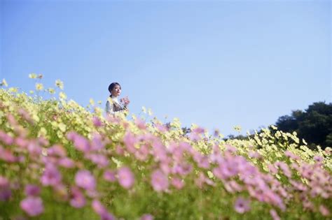 秋の人気フォトスポット「コスモス畑」が間もなく見ごろです。昼は鮮やかに彩るお花畑。夕方には夕陽に透ける花々が演出する情緒あふれる空間へ。神戸の