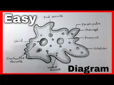 Parts Of An Amoeba Nomenclature Book Science Printable