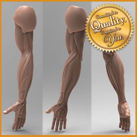 Human Arm Anatomy 3d Model 29 3ds Fbx Ma Max Obj Free3d