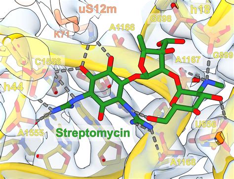 Figures And Data In Structure Of The Mitoribosomal Small Subunit With