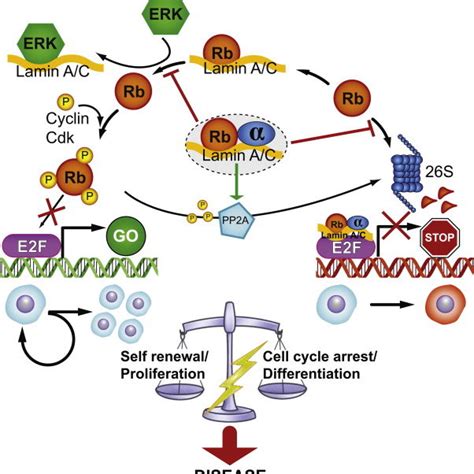 LAP2α facilitates translocation of A type lamins to the nucleoplasm