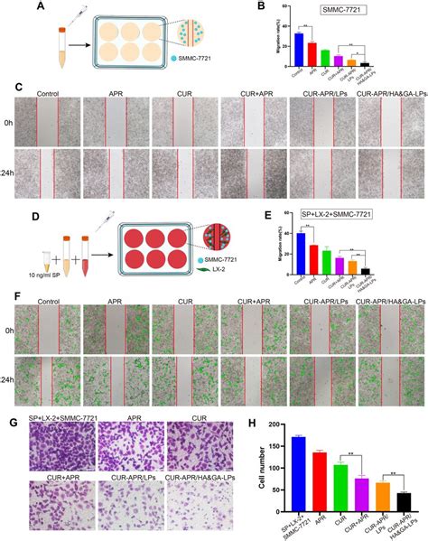 In Vitro Anti Migration Effect A Wound Healing Assay Against Smmc 7721