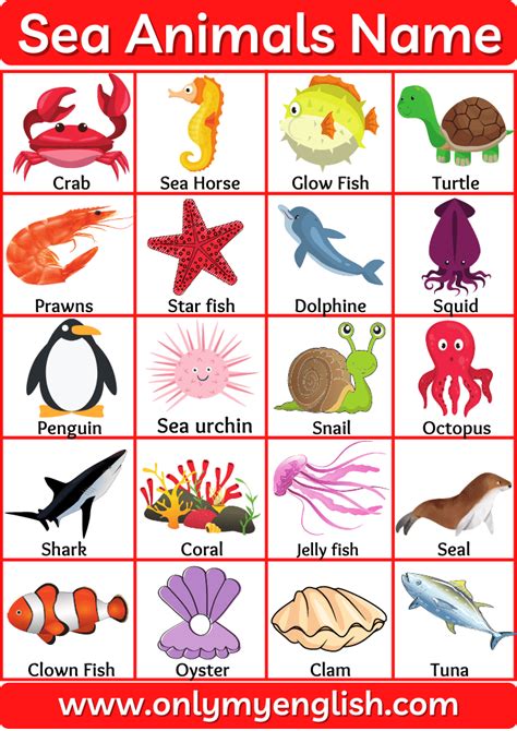 Ocean Animals List With Pictures