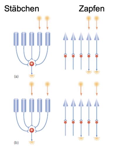 VL2 Wahrnehmung 1 Flashcards Quizlet