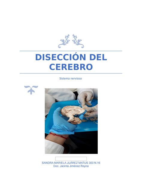 Disección De Cerebro DisecciÓn Del Cerebro Sistema Nervioso Sandra Mariela JuÁrez Matus 303 N