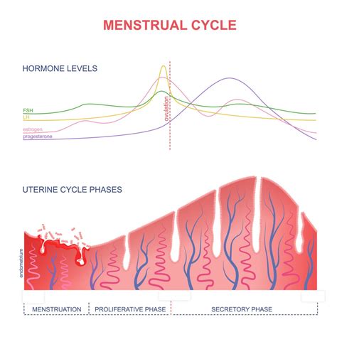 Fertility Window Calculator American Pregnancy Association