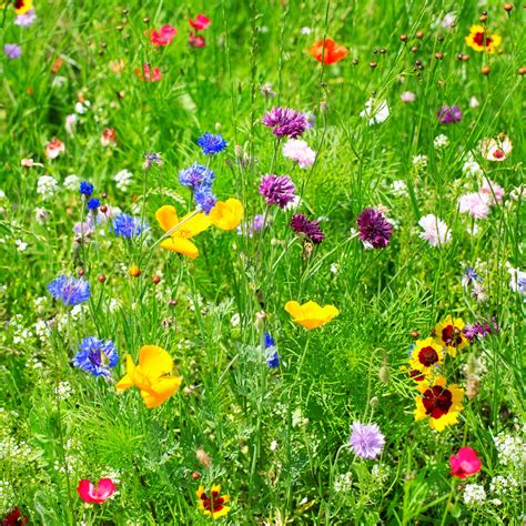 Partial Shade Wildflower Seed Mix – Sweet Yards