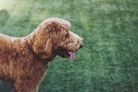 common labradoodle health problems dig
