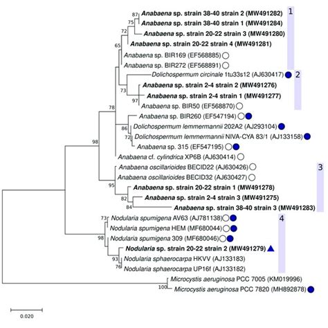 Maximum Likelihood Phylogenetic Tree Of The Cyanobacterial 16s Rrna