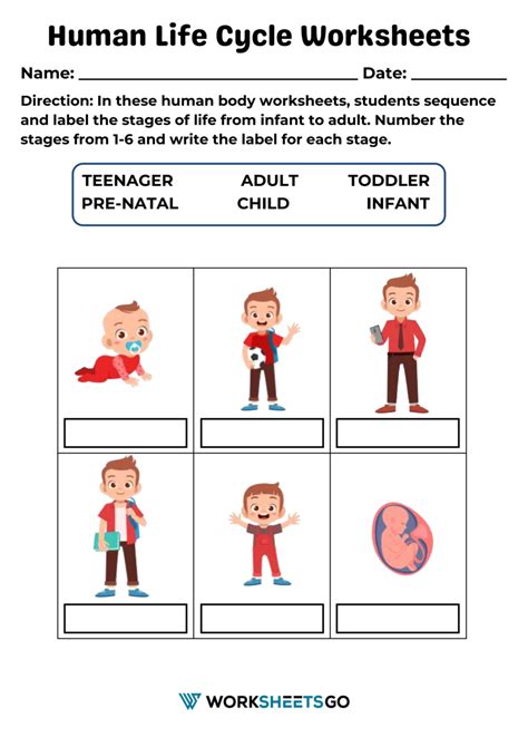 Human Life Cycle Worksheets | WorksheetsGO