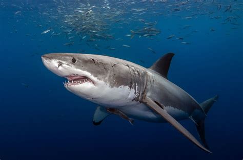 Sharks in the Parks - The National Wildlife Federation Blog