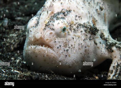 Antennarius Hispidus Shaggy Frogfish Hi Res Stock Photography And